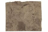 Miocene Fossil Leaf (Platanus) - Idaho #189101-1
